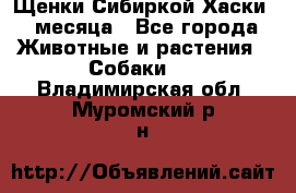 Щенки Сибиркой Хаски 2 месяца - Все города Животные и растения » Собаки   . Владимирская обл.,Муромский р-н